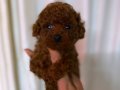 Kıpkırmızı Red Toy Poodle Yavruları | Akıllı ve Tüy Dökmeyen Poodle