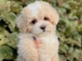 Kar Beyaz Maltese Terrier Yavruları | Köpek Dünyası