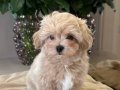 Maltipoo Cinsi Yavrular Ev Üretimi Köpek Dünyası