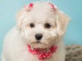 İpeksi Kar Beyazı 0 Numara Maltese Terrier | Sosyal Ortamın Yeni Yıldızı