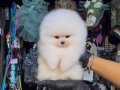 Ayı Surat Pomeranian Boo | Pasaportlu ve Irk Garantili Yavru