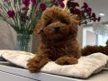 Kızıl Tonlarda Red Toy Poodle Sevimli Yavrular