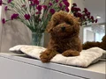 Kızıl Tonlarda Red Toy Poodle Sevimli Yavrular