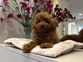 Kızıl Tonlarda Red Toy Poodle Sevimli Yavrular