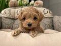 Kahve Tonlu Akıllı Maltipoo Yavruları