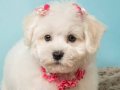 Beylikdüzü Satılık Maltese Terrier Yavruları 