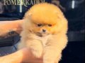 POMERRİAN BOO SEVİMLİ YAVRULAR EV ÜRETİMİ 