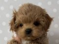 Toy Poodle Eğitilebilir Zeki Yavrular Ev Üretimi Köpek Dünyası