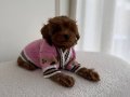 SEVİMLİ TOY POODLE YAVRUMUZ 