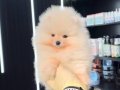 Ayı Teddy Pomeranian Boo Yavrular Köpek Dünyası 0 Numara