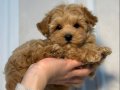 Kıvırcık Tüy Yapılı Kahve Tonlu Maltipoo Yavruları