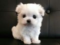 Ev Ortamında Yetişen Sıfır Numara Anti-Alerjik Maltese Terrier Yavruları