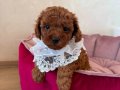 KIPKIRMIZI RED TOY POODLE SEVİMLİ YAVRULAR 