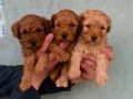 KIPKIRMIZI RED TOY POODLE SEVİMLİ YAVRULAR 