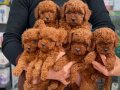 KIPKIRMIZI RED TOY POODLE SEVİMLİ YAVRULAR 