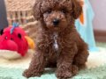 TOY POODLE SEVİMLİ YAVRULAR EV ÜRETİMİ 