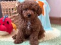 TOY POODLE SEVİMLİ YAVRULAR EV ÜRETİMİ 