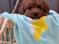 TOY POODLE SEVİMLİ YAVRULAR EV ÜRETİMİ 