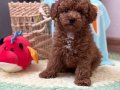 TOY POODLE SEVİMLİ YAVRULAR EV ÜRETİMİ 