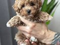 MİNİCİK MALTİPOO CİNSİ YAVRULAR SEVİMLİ 