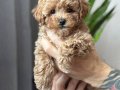 MİNİCİK MALTİPOO CİNSİ YAVRULAR SEVİMLİ 