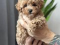 MİNİCİK MALTİPOO CİNSİ YAVRULAR SEVİMLİ 