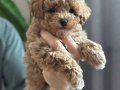 MİNİCİK MALTİPOO CİNSİ YAVRULAR SEVİMLİ 