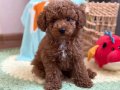 KIPKIRMIZI SEVİMLİ TOY POODLE YAVRUMUZ 