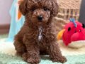 KIPKIRMIZI SEVİMLİ TOY POODLE YAVRUMUZ 