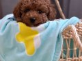 KIPKIRMIZI SEVİMLİ TOY POODLE YAVRUMUZ 