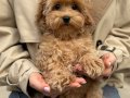 TOY POODLE SEVİMLİ YAVRULAR 