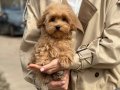 TOY POODLE SEVİMLİ YAVRULAR 