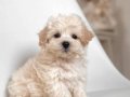 MALTESE TERRİER EV ÜRETİMİ 0 NUMARA YAVRULARIMIZ