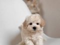MALTESE TERRİER EV ÜRETİMİ 0 NUMARA YAVRULARIMIZ