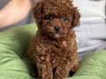 Minyatür Kızıl Toy Poodle Yavruları