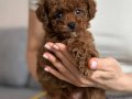 Minyatür Kızıl Toy Poodle Yavruları