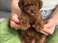 Minyatür Kızıl Toy Poodle Yavruları