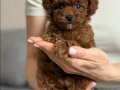 Minyatür Kızıl Toy Poodle Yavruları