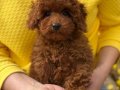 TOY POODLE SEVİMLİ YAVRULAR 
