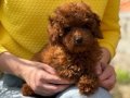 TOY POODLE SEVİMLİ YAVRULAR 