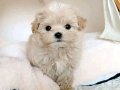 MALTİPOO CİNSİ YAVRULAR 