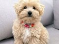 MALTİPOO CİNSİ YAVRULAR 