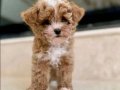 KAHVE BUKLESİ  MALTİPOO CİNSİ YAVRULAR 