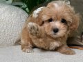KAHVE BUKLESİ  MALTİPOO CİNSİ YAVRULAR 