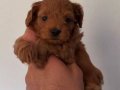 TOY POODLE SEVİMLİ YAVRULAR 