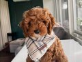TOY POODLE SEVİMLİ YAVRULAR 