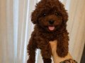 TOY POODLE SEVİMLİ YAVRULAR 