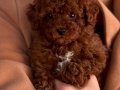 Kıvırcık Bulut Poodle 