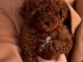 Kıvırcık Bulut Poodle 
