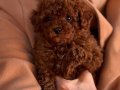 Kıvırcık Bulut Poodle 